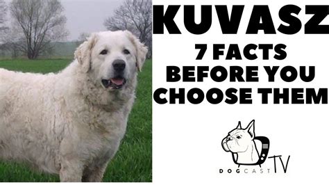 Before You Buy A Dog Kuvasz 7 Facts To Consider Dogcasttv Youtube