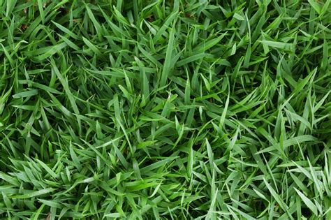 Blades Of Glory Part Two A Lawn Guide To Zoysiagrass Alabama