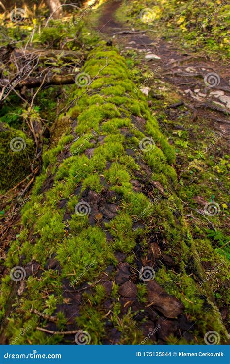 Fallen Larch Tree Covered In Moss Close Up Stock Photo Image Of
