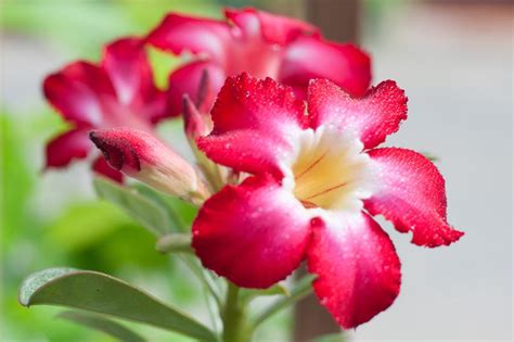 Adenium Or Desert Rose Tips On Caring For It