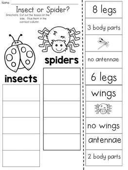 Insect Or Spider Cut And Paste Sorting Activity By Jh Lesson Design My XXX Hot Girl