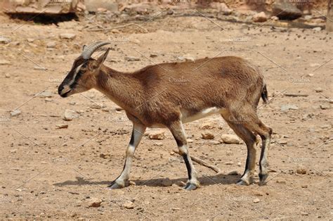 Wild Goat High Quality Animal Stock Photos ~ Creative Market