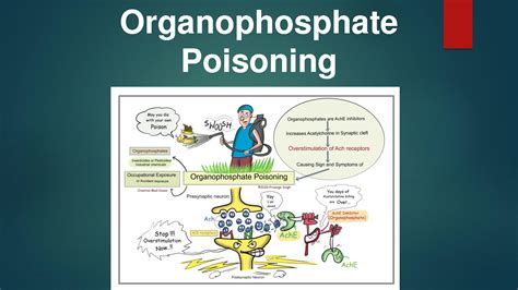 Solution Organophosphate Poisoning Studypool