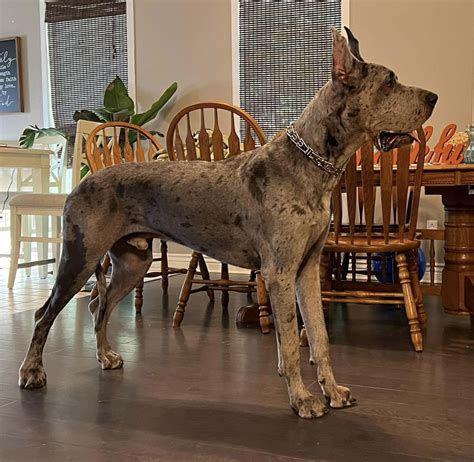 Titus Year Old Akc Euro Blue Merle Great Dane Great Dane Puppies For Sale In Missouri