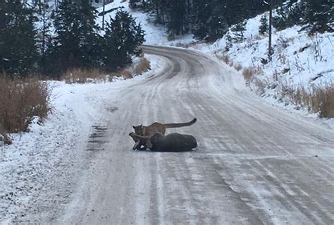 Kamloops Mans Photos Capture Cougar Taking Down A Deer Infonews