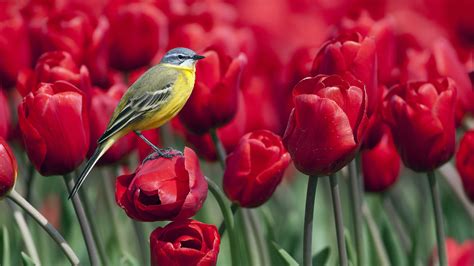 37 Spring Flowers And Birds Wallpaper
