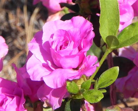 That is why we provide on our website a flower wiki that provides information on descriptions, the backgrounds, gardening and care tips and other information on various flowers and plants. Azalea at Mobile Botanical Gardens, Mobile, Alabama ...