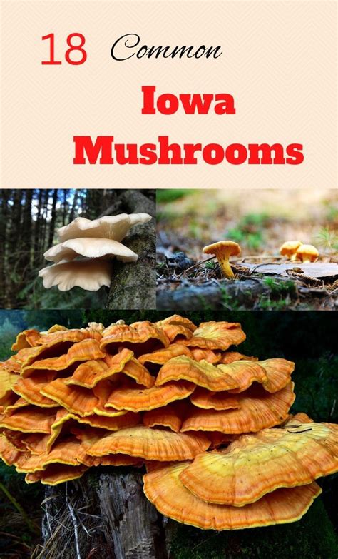 12 Common Mushrooms Of The Midwest Artofit