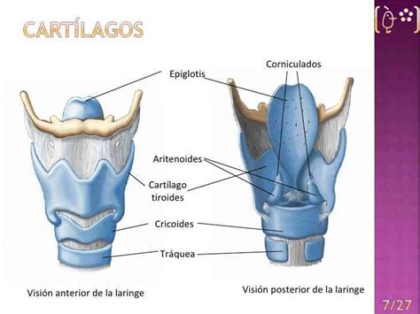 Ocupa la parte anterior y media del cuello, penetra en la parte superior del torax extendiendose desde la sexta cervical a la 3 o 4 dorsal. Partes de la laringe