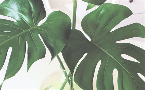 Plants Desktop Wallpapers Top Free Plants Desktop Backgrounds