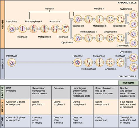 Meiosis Vs Mitosis Difference And Comparison Diffen