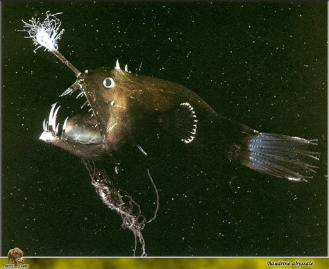 Angler Fish