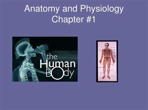 Ppt Anatomy And Physiology Chapter 1 Powerpoint Presentation Free