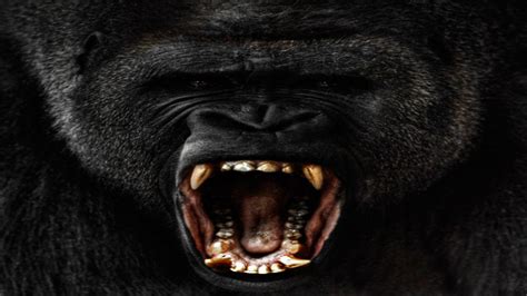 Cool Gorilla Wallpapers Top Free Cool Gorilla Backgrounds