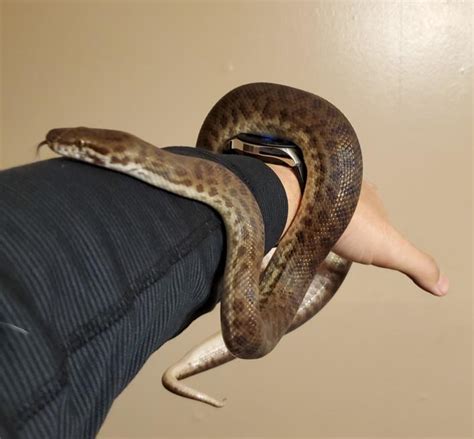 Baby Cape York Spotted Python Reptiles For Sale