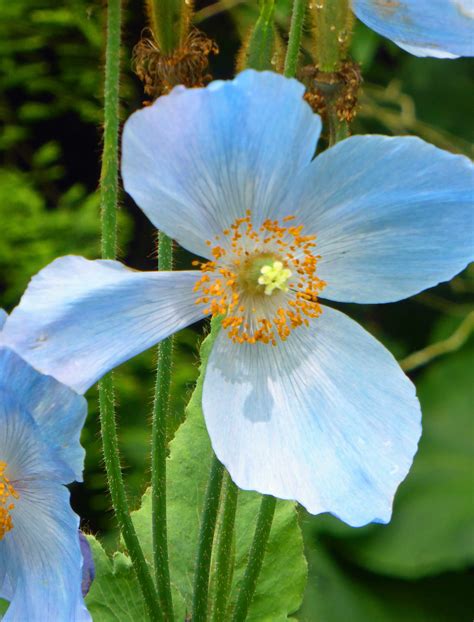 Meconopsis Himalayan Blue Poppy Beautiful Blue Poppy Poppies Plants