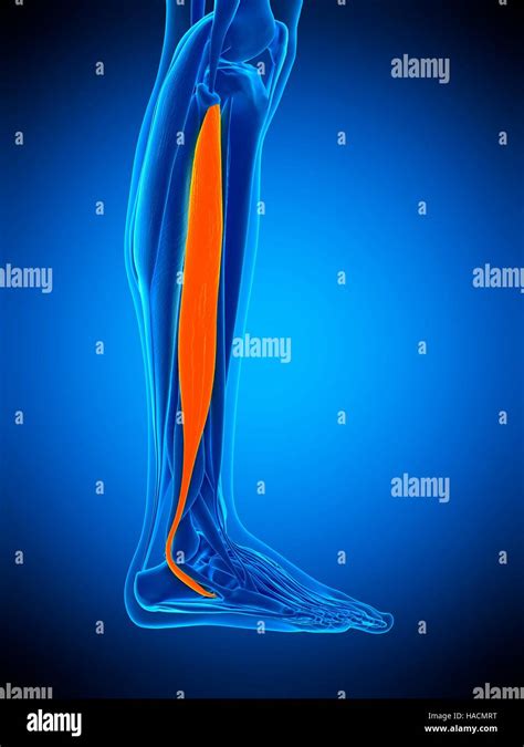 Illustration Of The Peroneus Longus Muscle Stock Photo Alamy