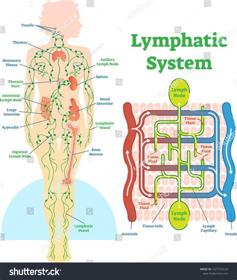 Lymphatic System Anatomical Vector Illustration Diagram Educational