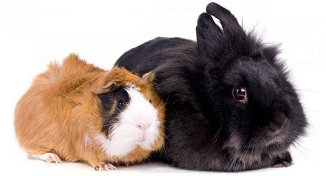 Guinea Pig Vs Rabbit Which Makes The Best Pet
