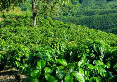 January 2020 Ethiopian Coffee Exporters Blog