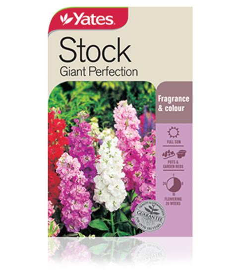 Stock Giant Perfection Garden Seeds Yates Australia