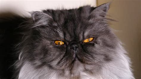 Persian Cat Grey Kitten Cats Blog