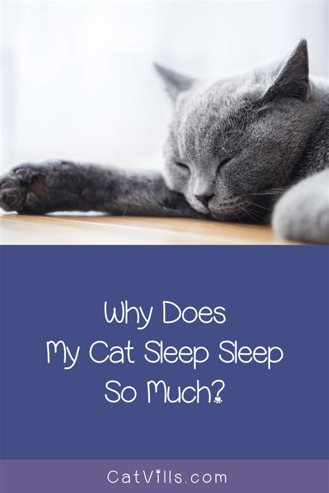 Why Do Cats Sleep So Much Heres 3 Reasons Why