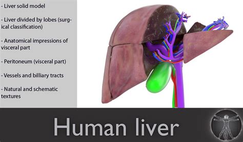 We understand that liver plays a major function and supports nearly every organ's functionality. 3d human liver