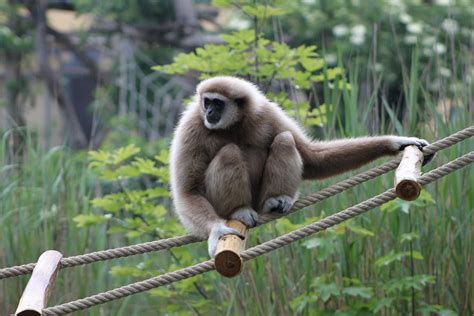 Fauna Animal World Zoo Mammals Gibbon Monkey 20 Inch By 30 Inch