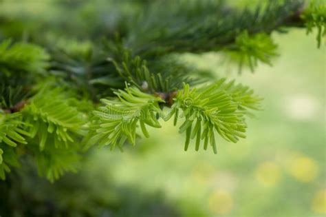 Fresh Green Needles On A Conifer In Spring Stock Photo Image Of