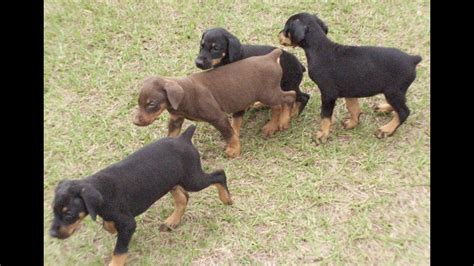 We offer a 1 year written *health guarantee* with each puppy because our goal is to produce beautiful, healthy. Doberman Pinscher, Puppies, Dogs, For Sale, In Montgomery ...