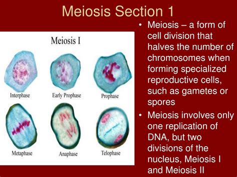 Ppt Meiosis And Sexual Reproduction Powerpoint Presentation Free Download Id 501528