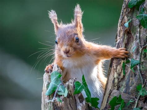 Amazon rainforest animals set the fashion curve for south america. Animals That Live In The Canopy : Tropical Rainforest ...