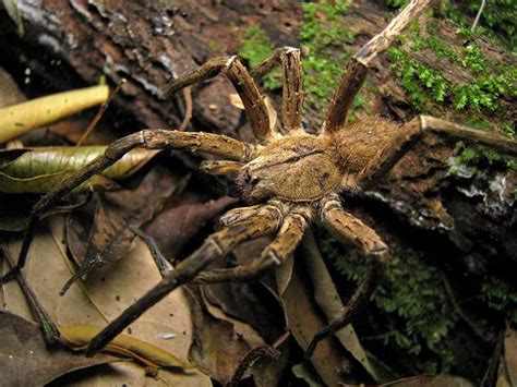 Brazilian Wandering Spider Facts Deadly Banana Spider Facts