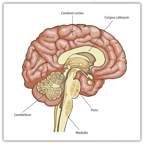 Different Parts Of Brain And Functions Human Anatomy