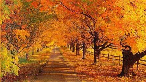 Free Download Autumn Road  Wallpaper Other Landscape Autumn Road
