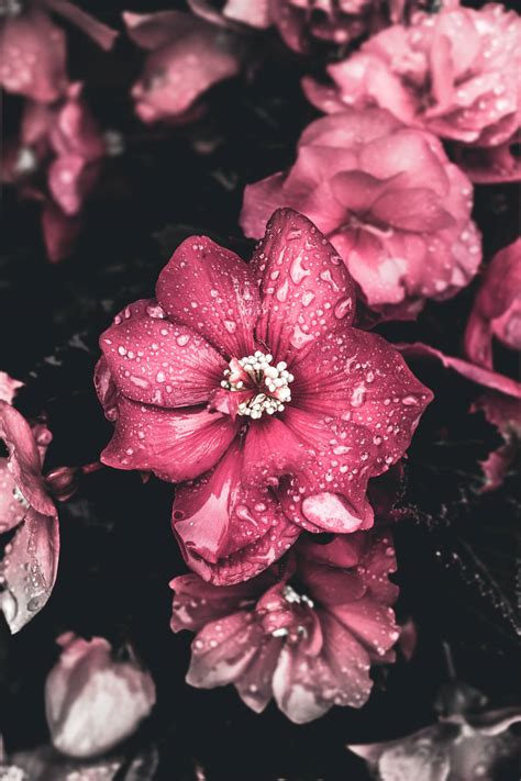 Top 999 Pink Flowers Aesthetic Wallpaper Full HD 4K Free To Use