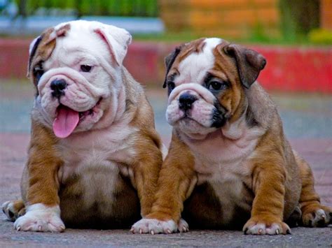55 Sweet Bulldog Puppies Picture Bleumoonproductions