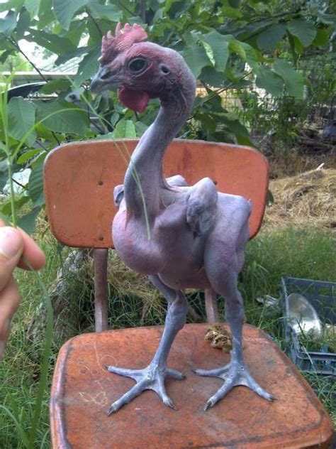 Chicken With No Feathers Rthanksihateit
