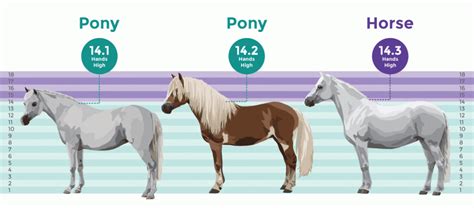 Measure A Horses Height And Weight Allpony