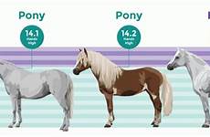 horses height difference hands 14 horse measure between ponies weight high than inches their taller withers while