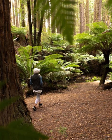Otways Discover And Plan Your Next Escape To The Otwaysotways Walks