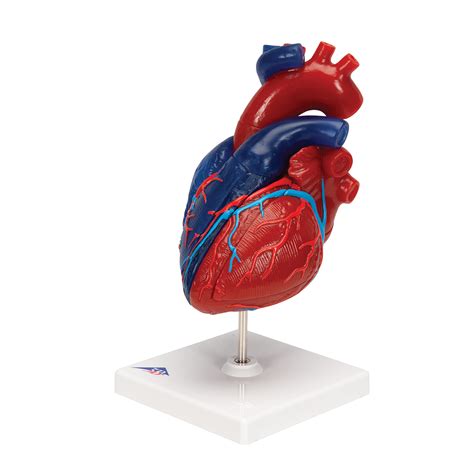 Life Size Human Heart Model 5 Parts 3b Smart Anatomy 1010007 3b