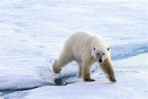 Polar Bears On Thin Ice Christopher Michel Flickr