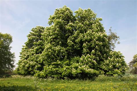 Horse Chestnut Tree Care And Growing Guide