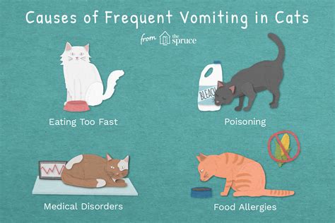 Frequent Vomiting In Cats Causes Treatment And Prevention