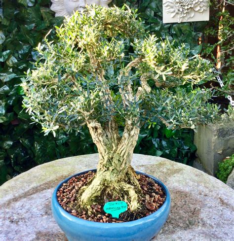 Bonsai tree ( buxus harlandii). Gnarly old Buxus Harlandii.