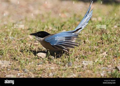 Azure Winged Magpie Cyanopica Cyana Spreading Its Wings Spain Stock