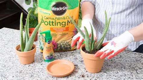 Spikes protect cacti from animals wishing to use stored water. How to Grow Aloe Vera | General Aloe Vera Planting & Care Tips