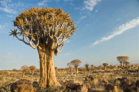 Listen To The Trees Top 5 Iconic African Trees